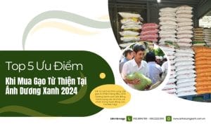 top-5-uu-diem-vuot-troi-khi-mua-gao-tu-thien-tai-Anh-Duong-Xanh