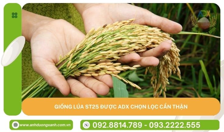 hinh-anh-giong-lua-duoc-chon-loc-can-than-cho-san-xuat-gao-ADX