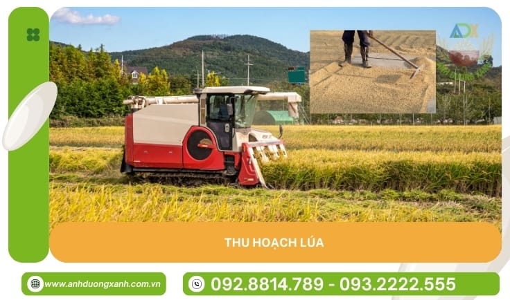 hinh-anh-thu-hoach-lua-vao-thoi-diem-lua-chin-vang-deu
